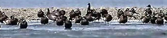 photo of Geese on a beach