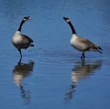 two geese