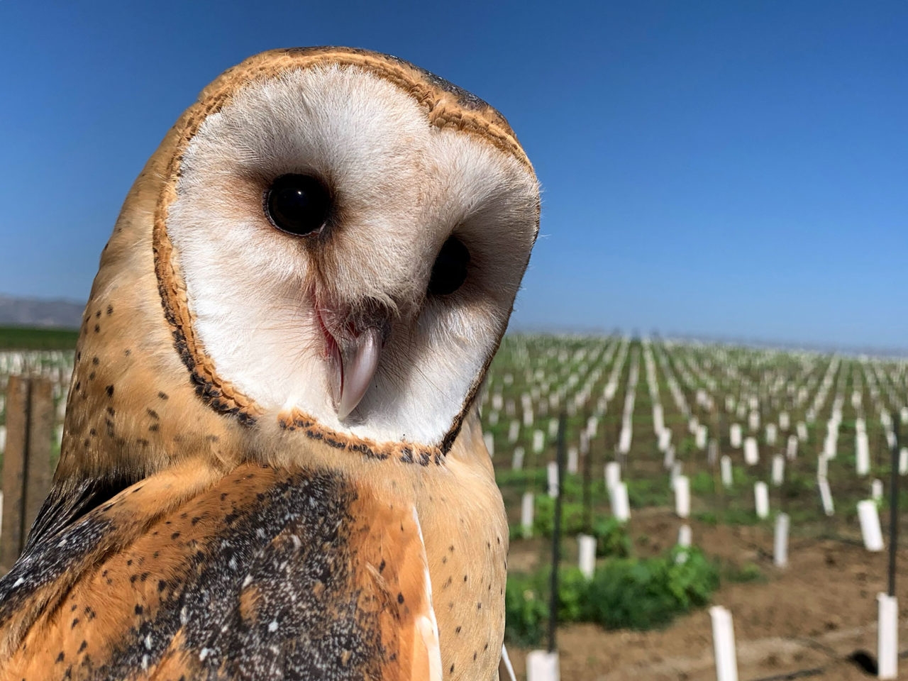 Barn owl in a central valley vineyard. Photo by Ryan Bourbour