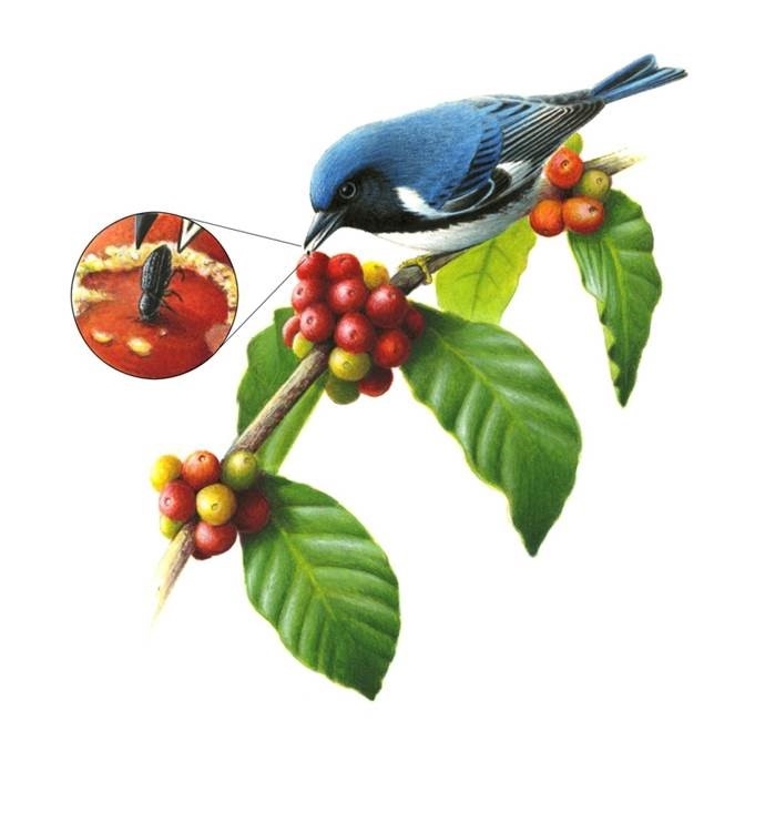 Gould illustration on warbler eating coffee berry borer