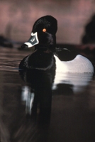 close up of a black and white duck in water