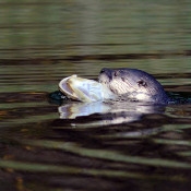 a single otter popping his head out of the water with a fish in his mouth