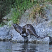 an otter propped on the side of the river bank