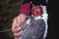 Photo of a bird being banded