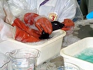 people with lab coats and orange gloves washing a bird