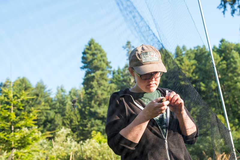 Sara extracting a bird from a mist-net