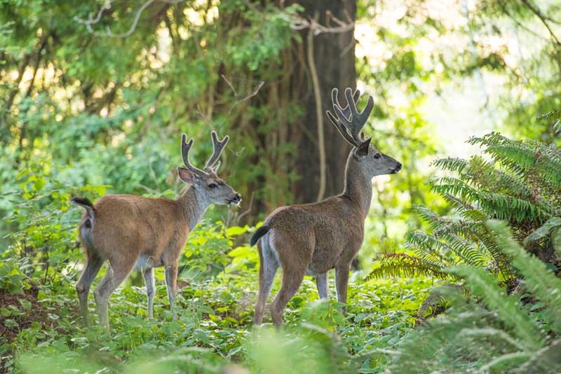 Black-tailed deer