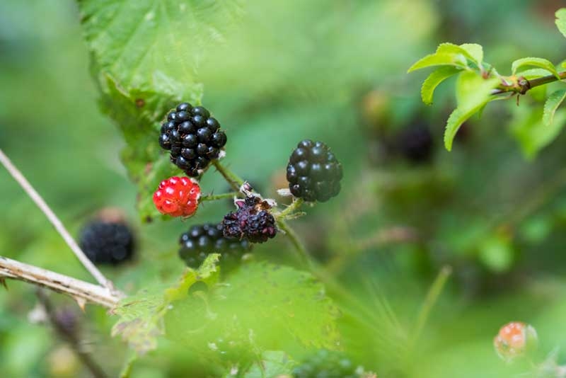 Black berries